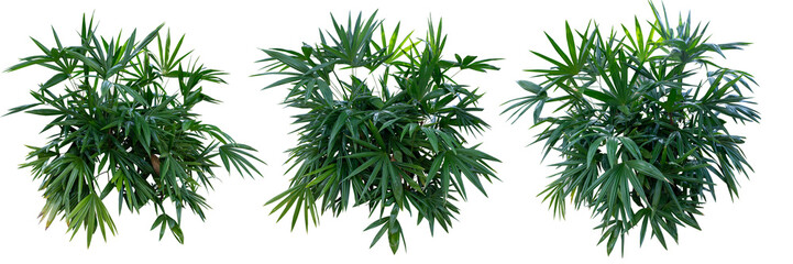Bamboo palm or lady palm (Rhapis excelsa) is used for gardening or planted as an ornamental plant in buildings. It is the main plant in gardening, isolated on a white background with a clipping path.