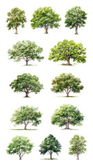 PNG tree element set, transparent background