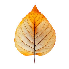 Fototapeta premium A beautifully detailed autumn leaf transitioning from a warm orange to a soft beige