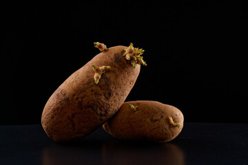 Sprouting Russet Potatoes