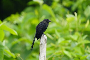 
The smooth-billed ani (Crotophaga ani) is a large near passerine bird in the cuckoo family. Baturit&eacute; Cear&aacute;, Brazil
