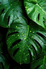 Lush green monstera leaves glistening with water droplets against a dark background