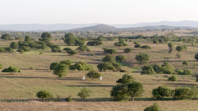 Surubim Aerial Rural View - Flying Birds Over Farm Fields