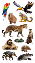 Fototapeta premium PNG Amazon animal element set, transparent background