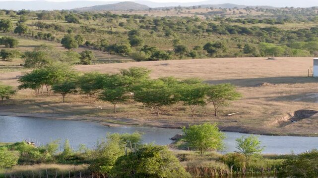 Surubim Aerial Rural View - Flying Birds Over Farm Fields