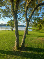Tree in the shape of the letter v, on lawn and lake in the background, blue summer sky.