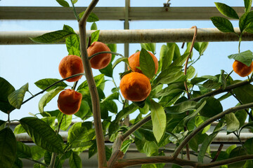 Orange tree in a lemonarium greenhouse, photo of orange fruits filling with juice on a tree with large green citrus leaves