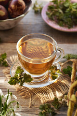 Nettle tea in a glass cup in early spring. Herbal medicine.