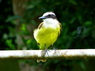Great kiskadee bird perched on a metal bar. Forest as background.