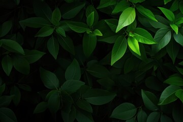 A detailed view of a green plant showcasing its vibrant leaves.