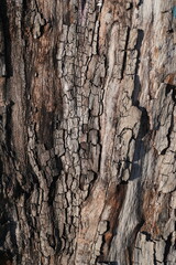 bark of a tree
