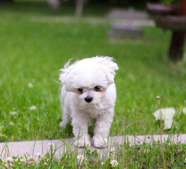 Adorable White Maltese Dog Standing on Green Grass Outdoors
