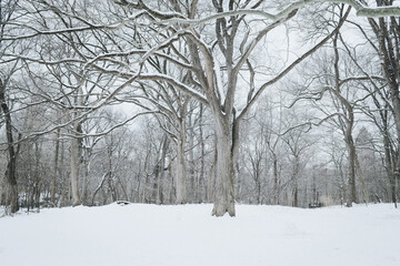 Snowy Trees