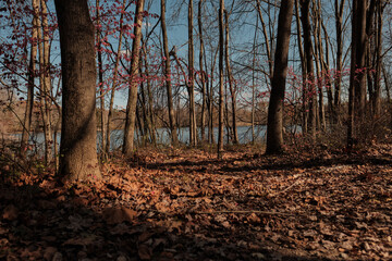 Fototapeta premium autumn in the forest