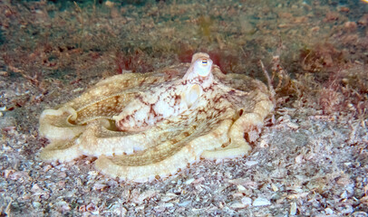 Atlantic Long Arm Octopus (Macrotritopus defilippi) at Blue Heron Bridge, Riviera Beach, Florida