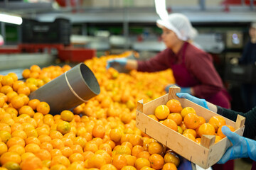Hands of fruit sorting and packing warehouse worker holding wooden box with fresh ripe mandarins © JackF