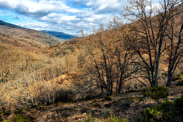 Fototapeta premium Invierno en los robles de la Garganta del Jarama