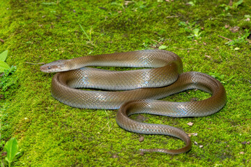 A beautiful olive snake (Lycodonomorphus inornatus) in the wild