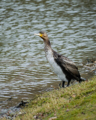 Big Cormorant bird sitting by the edge of the water. Water bird. Animal portrait. Wildlife photography.