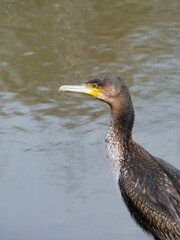 Big Cormorant bird sitting by the edge of the water. Water bird. Animal portrait. Wildlife photography.