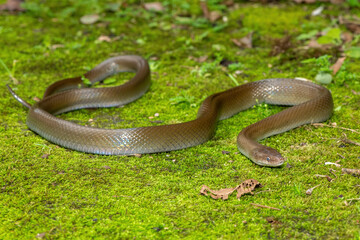 A beautiful olive snake (Lycodonomorphus inornatus) in the wild