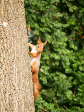 Sqirrel climbing up a tree. Animal portrait. Cute animals. Squirrel.
