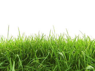 Green Grass Blades Isolated on Transparent Background, PNG