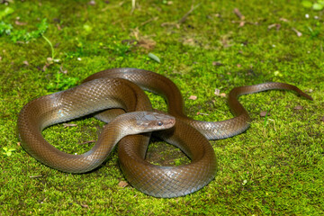 A beautiful olive snake (Lycodonomorphus inornatus) in the wild