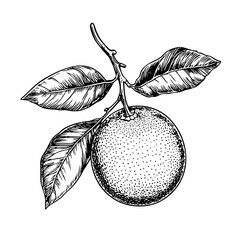 Engraved vector illustration of a citrus fruit with leaves perfect for tattoo art and packaging designs