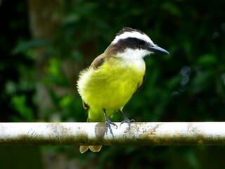 Great kiskadee bird perched on a metal bar. Forest as background.
