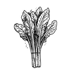 Engraved illustration of fresh leafy greens perfect for nature-inspired tattoo and packaging design