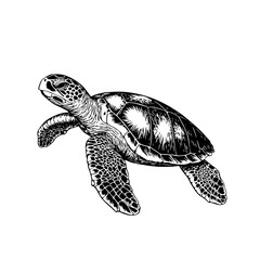 Fototapeta premium Intricate engraved illustration of a sea turtle gracefully swimming through the ocean, perfect for tattoo and packaging design inspiration