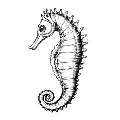 Fototapeta premium Intricate seahorse engraving design ideal for tattoos and packaging art