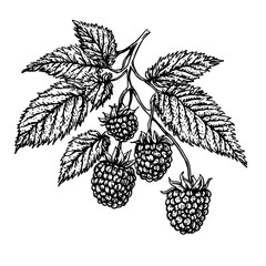 Obraz premium Detailed engraved illustration of raspberry branch showcasing leaves and ripe fruits in a creative and artistic style