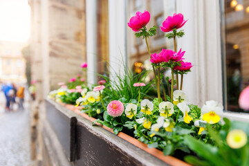 Flower pot pink anemone on window Bamberg old city center street ancient building house medieval facade design. Bayer traditional German architecture urban cityscape European landmark sunny day rain