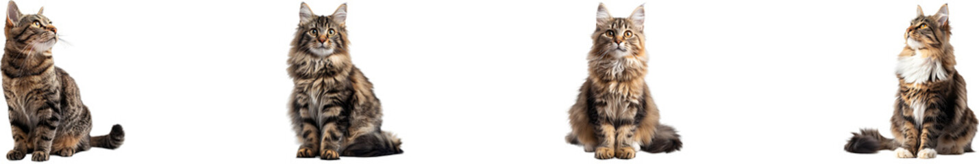 cat on transparent background collection set