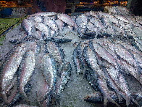 Tenualosa ilisha or hillsa fish is a very popular and sought-after tasty food fish in the Indian Subcontinent. It is Bangladesh's national