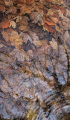 Background of maple leaves under wavy water