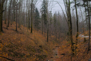 Fototapeta premium A dense forest with a steep, leaf-covered slope. Tall, bare trees dominate the scene, with a few evergreen trees interspersed. The ground is thick with fallen leaves, creating a carpet of autumn color