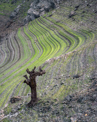 The seasonal decline of the waters of a reservoir reveals horizontal lines and petrified tree trunks