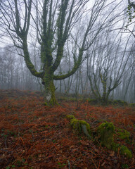 Winter view of the misty native forests near Lugo