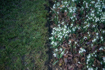 green snowdrops in the garden	