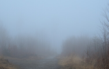 A misty forest scene with a gravel path leading into the distance. Tall, slender trees line the path, partially obscured by the dense fog, which creates a sense of depth and mystery.