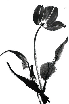 PNG Tulip Japanese minimal acanthaceae silhouette clothing.