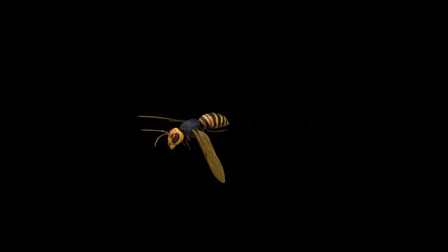 wasp bee fly top 3D animation