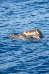 Fototapeta premium turtles in the indian ocean close to the coast of sri lanka