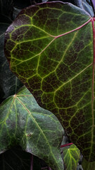 Ivy Leaf