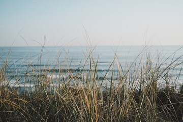 grass on the beach