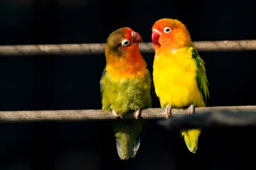 Pair of Lovebirds Standing Close Together
