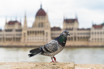 Obraz premium A close-up shot of a pigeon perched on a stone ledge with the iconic Hungarian Parliament Building in the blurred background. The contrast between the everyday city bird and the grandeur of historic